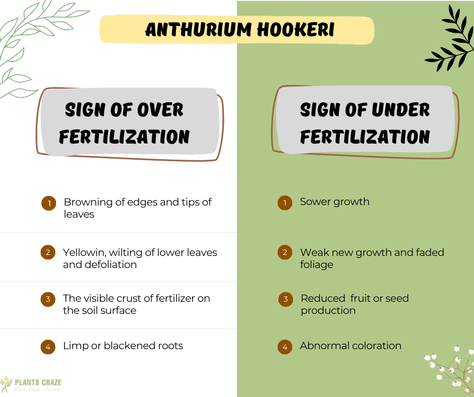 Infographics with signs of over and under fertilization in Anthurium hookeri.