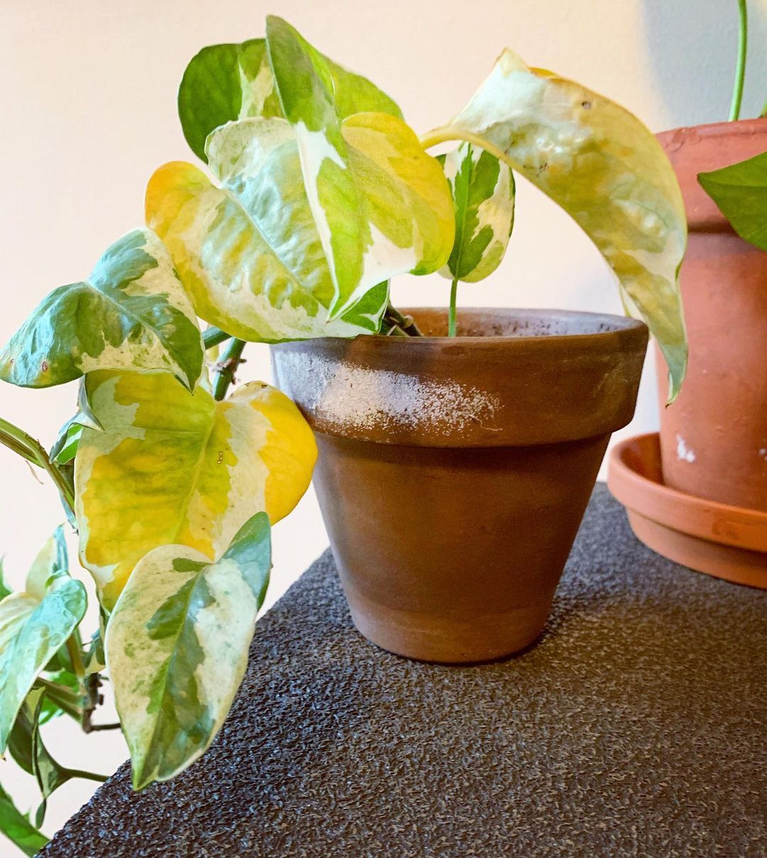 Image represents the yellow Pothos leaves