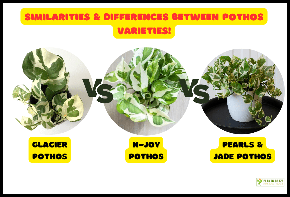 Image illustrates the difference between Pothos varieties