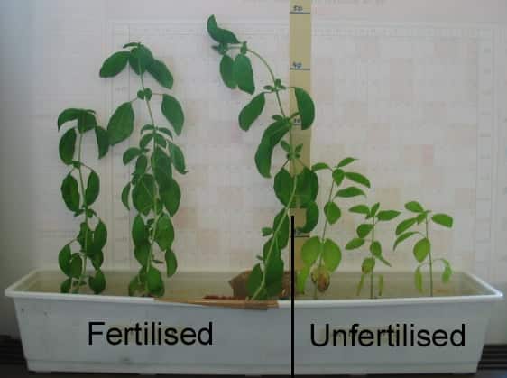 Fertilized vs Unfertilized plant