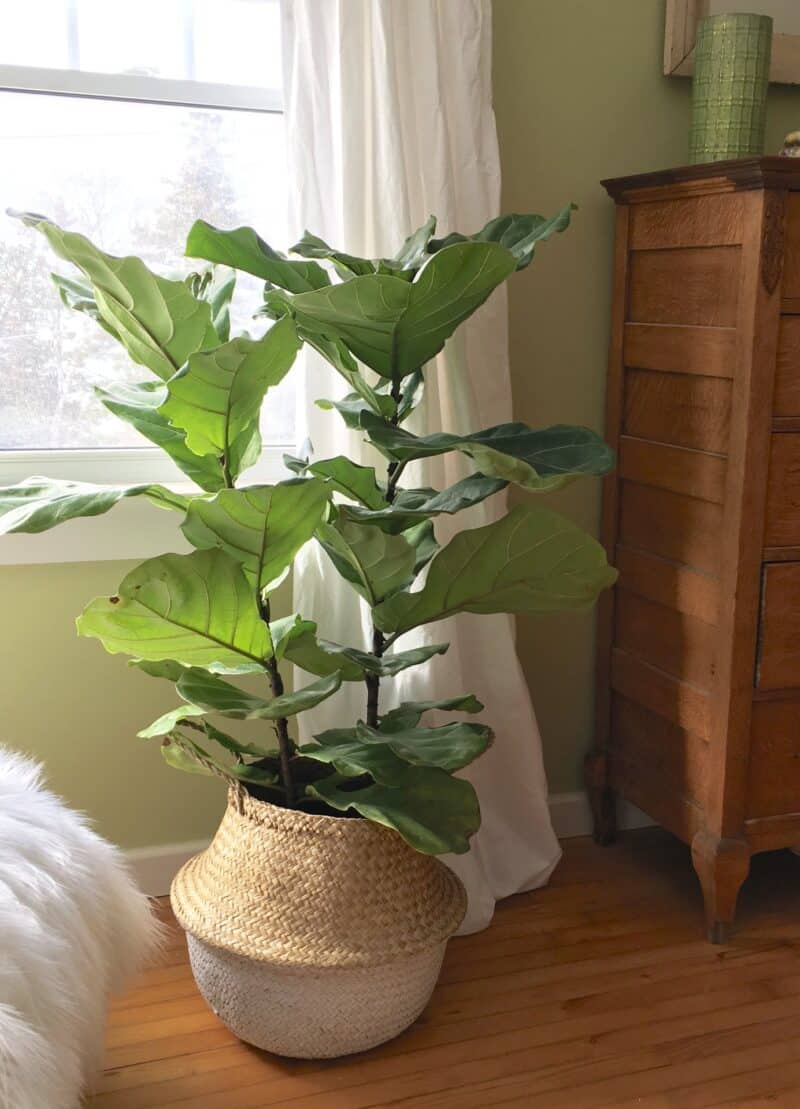 Methods To Fix A Leaning Fiddle Leaf Fig