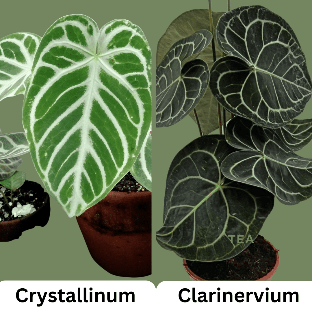 Difference between Anthurium Crystallinum and Clarinervium