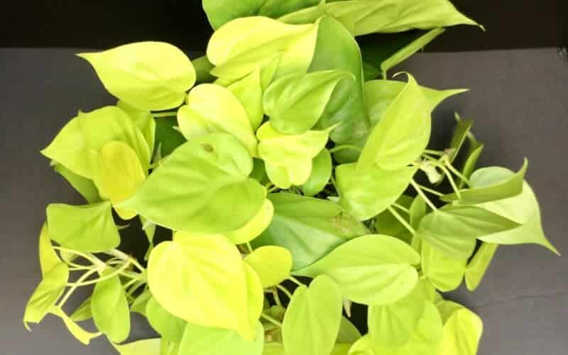 Lemon Lime philodendron plant.