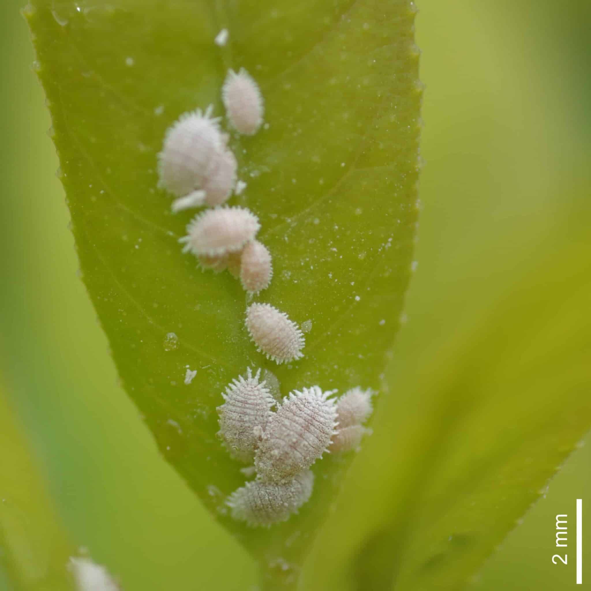 Mealybugs