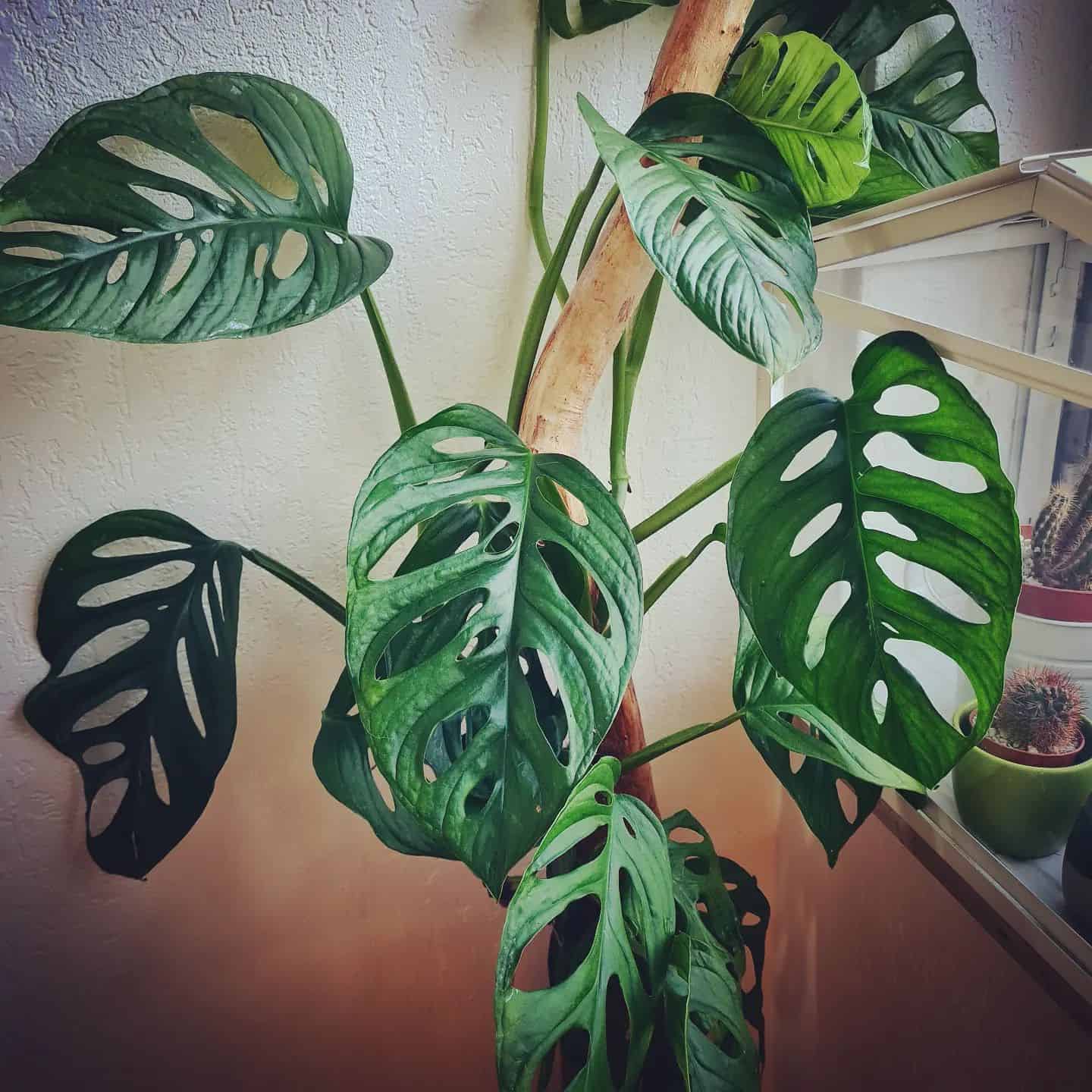 How to Fix a Monstera Adansonii With Yellow Leaves? [Quick Fix