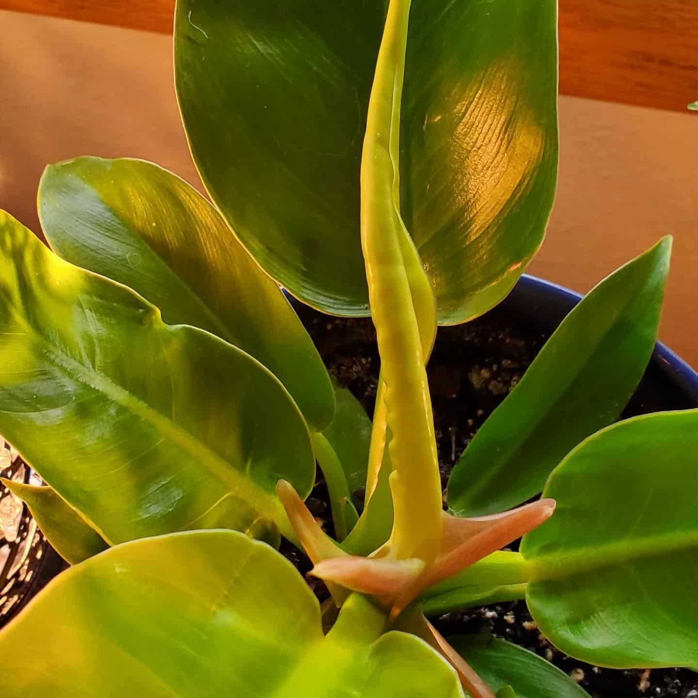 Neon Philodendron in soil