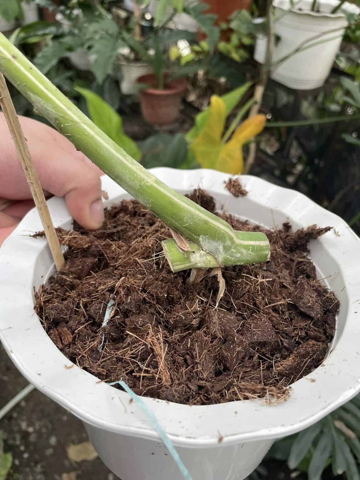 Monstera Albo Node [Care And Transplanting Tips!]