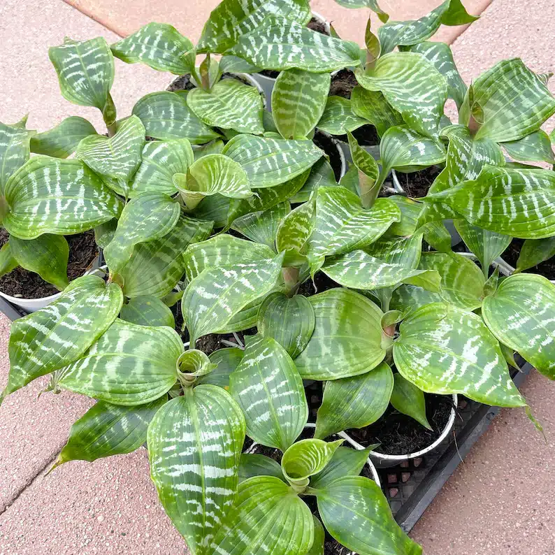 Dracaena Propagation [Easy Use of Cuttings & Air-Layering Method