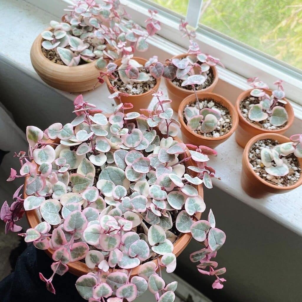 Variegated String of Hearts Care The Definitive Guide