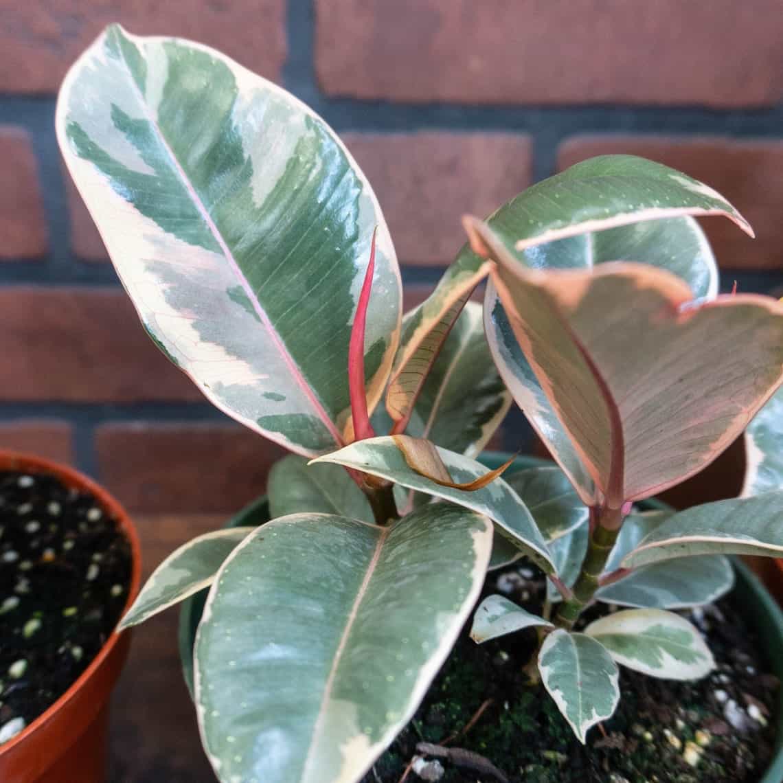 Ficus Tineke Care: The Definitive Guide - Plants Craze