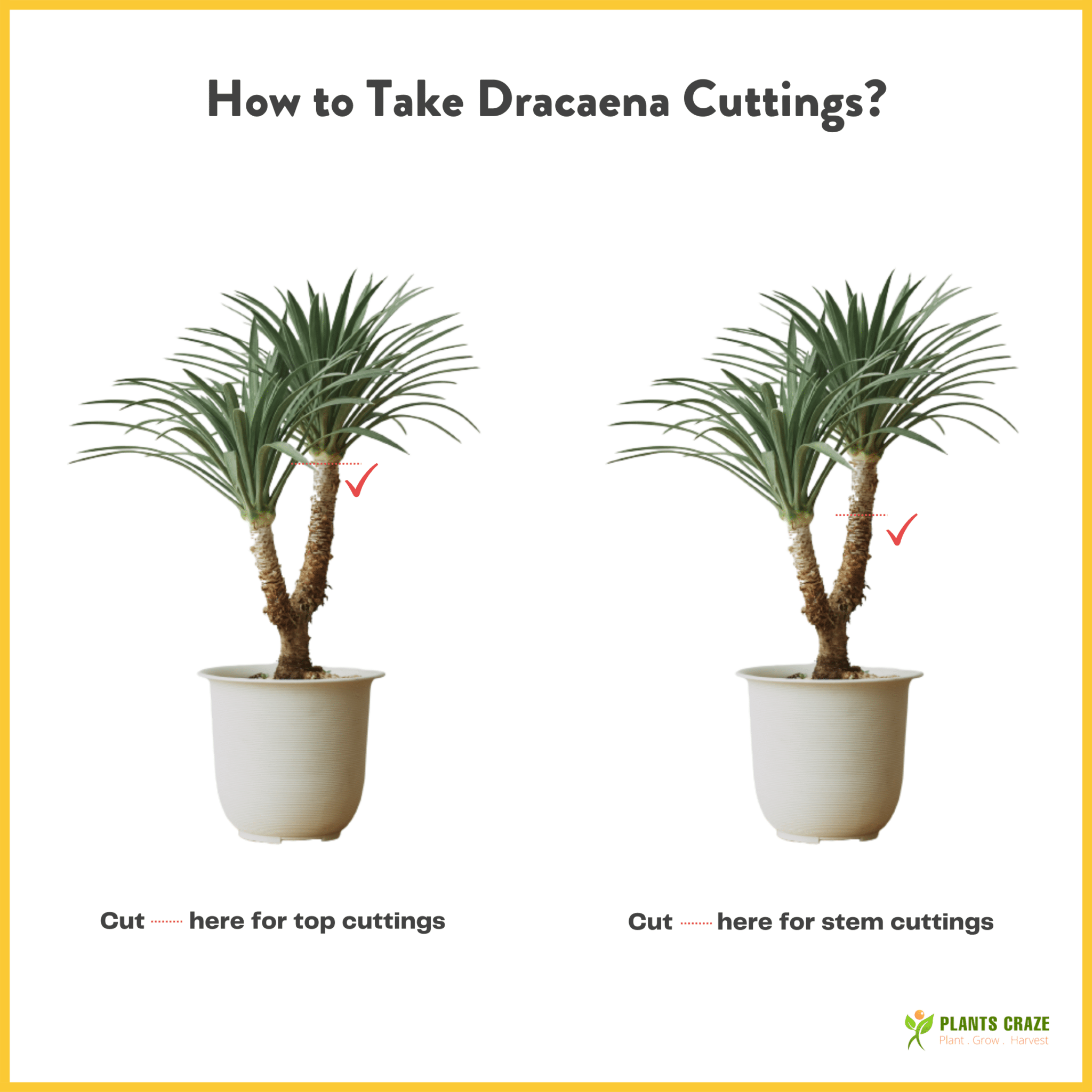 Image illustrates tips for taking Dracaena cuttings