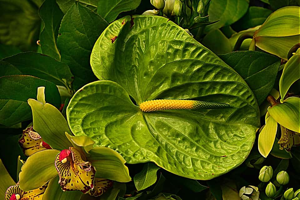 Young Anthurium leaf