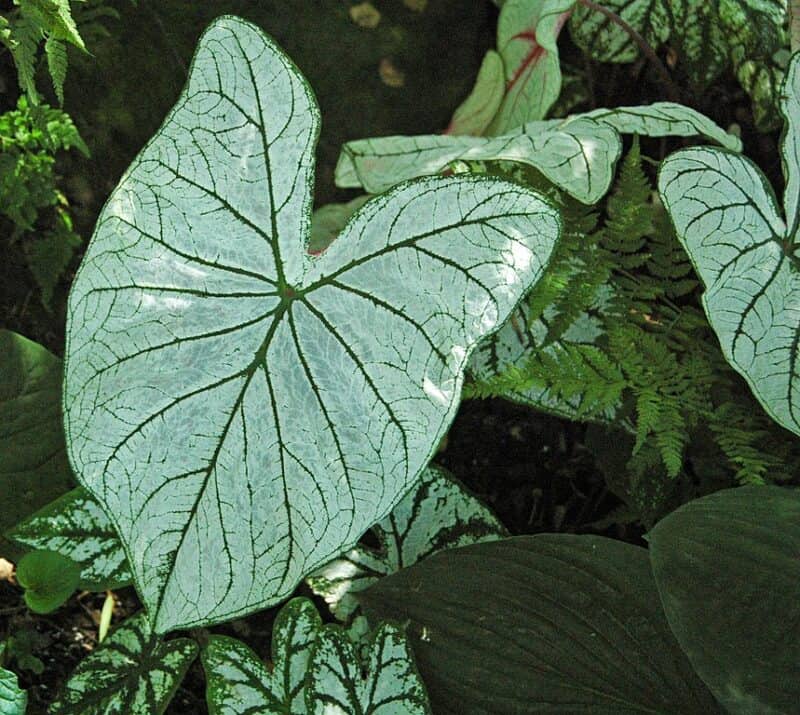 A Complete Guide to Caladium Candidum Care - Plants Craze