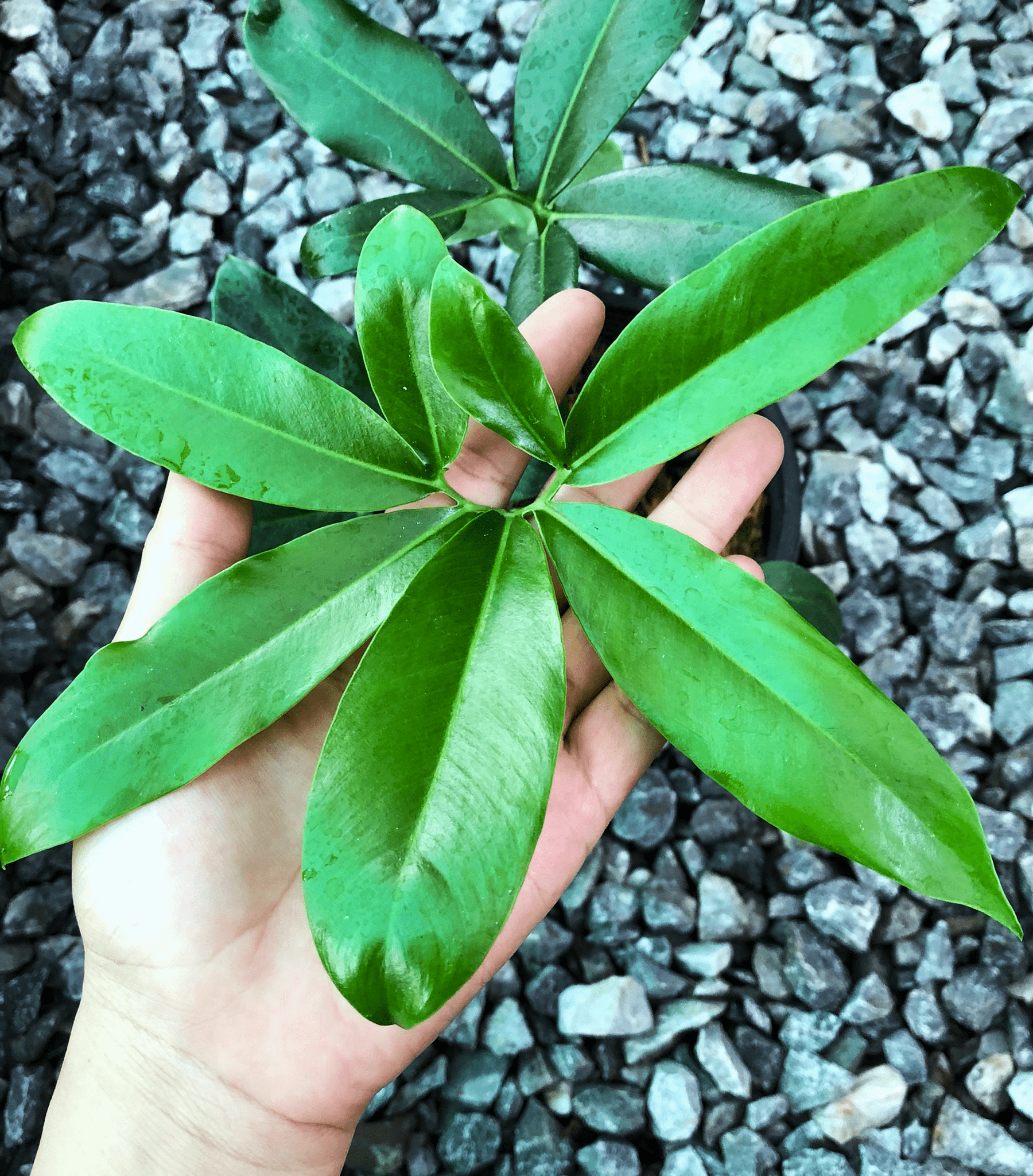 Finger-like long, elliptical pointy leaves of Philodendron goeldii