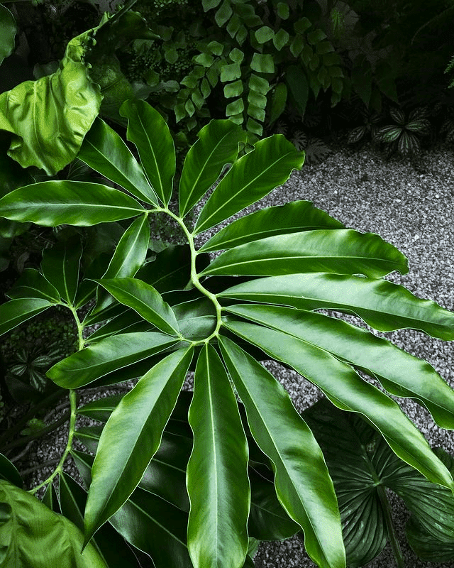 Image represents green finger-like leaves of Philodendron goeldii