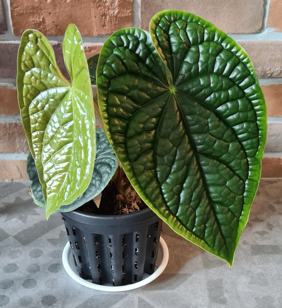 Anthurium Luxurians in a pot