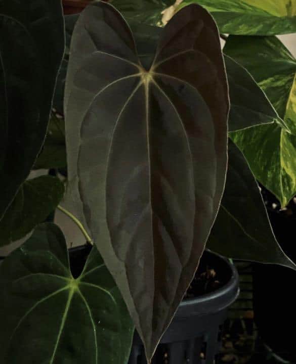 Anthurium Papillilaminum