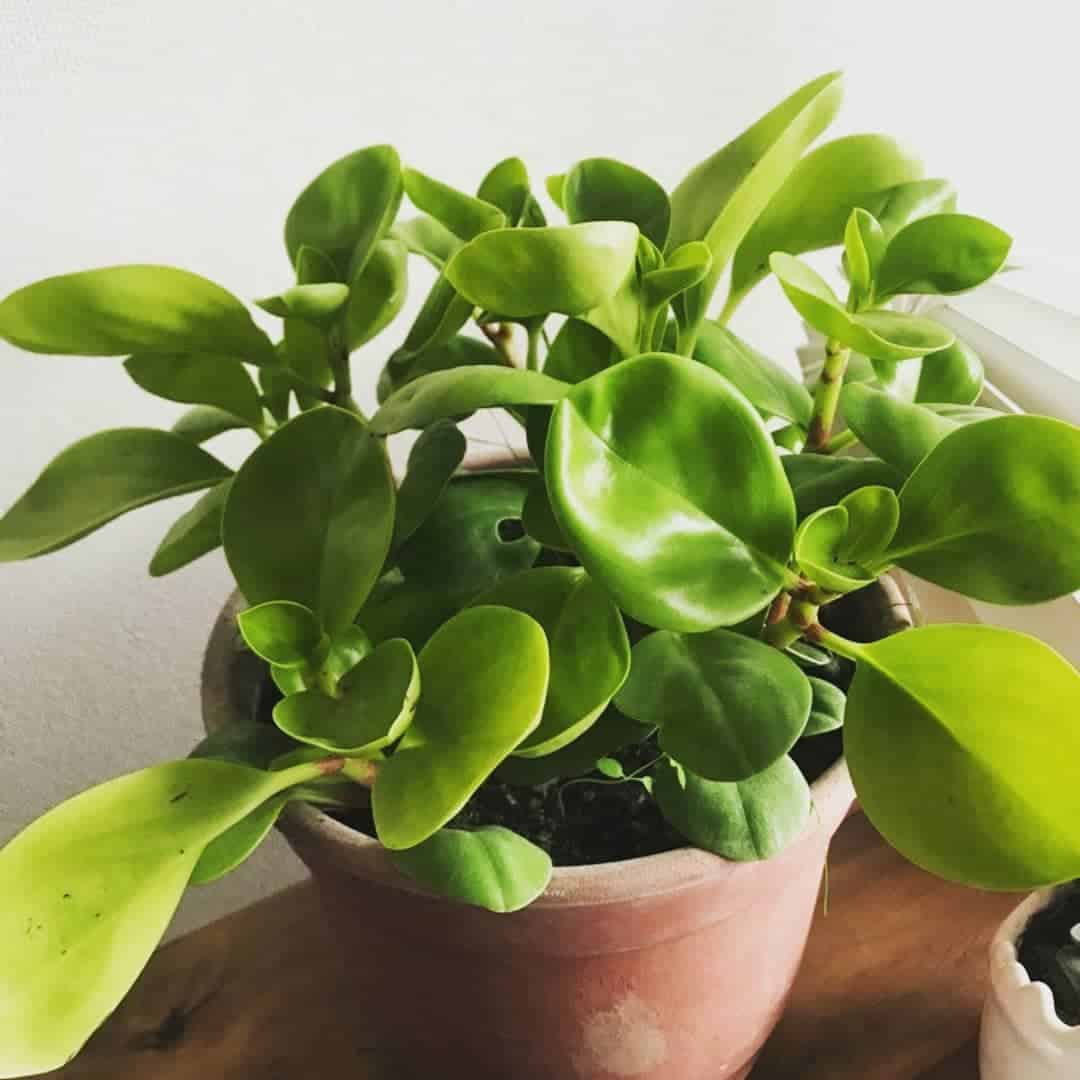 peperomia magnoliifolia plant thriving in a terracotta or clay pot