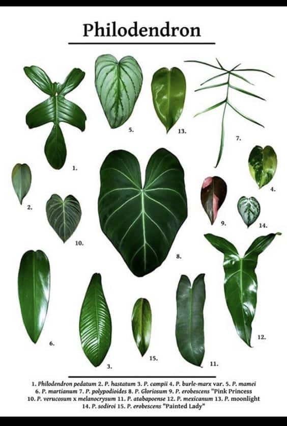 Philodendron Goeldii: Ultimate Care Tips [With Buying Guide] - Plants Craze