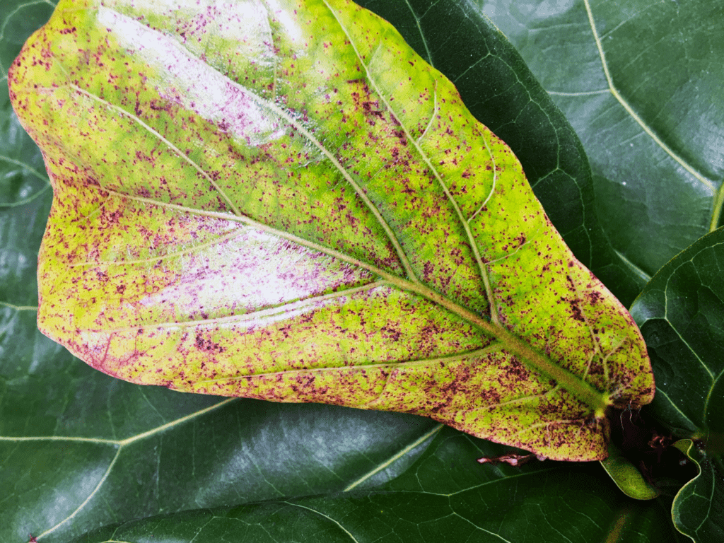 What are the Red Spots On Fiddle Leaf Fig? - Plants Craze