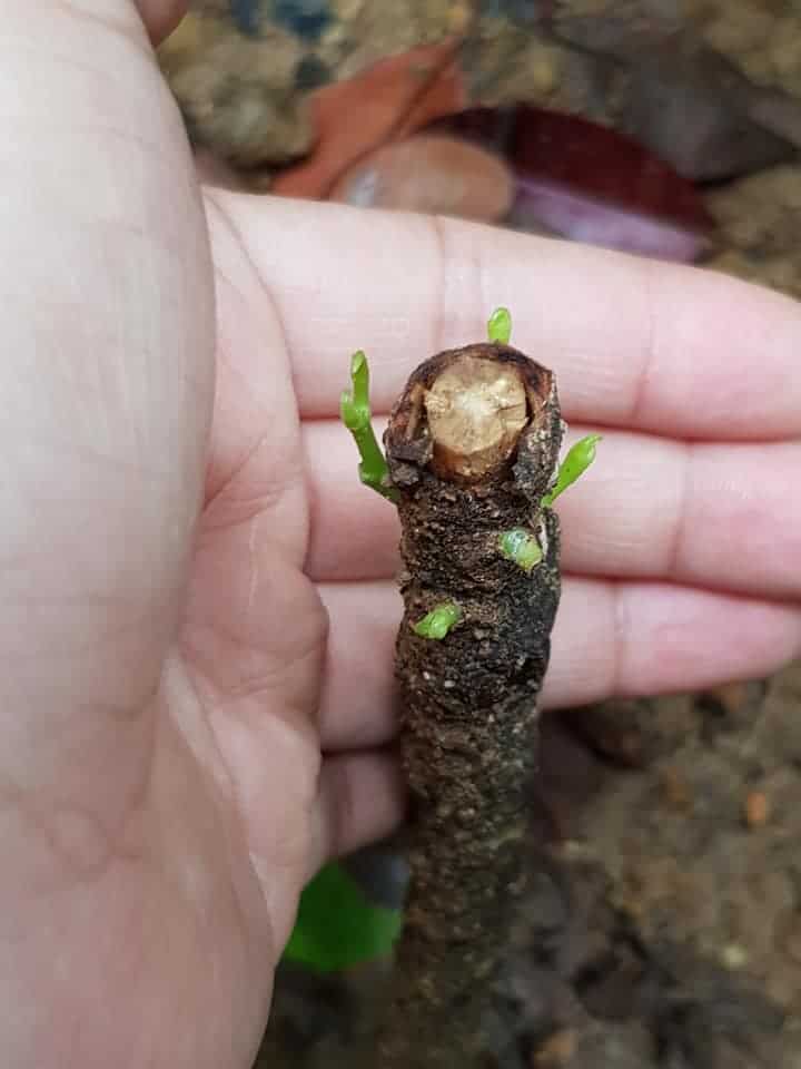 Propagation of Croton by stem cutting