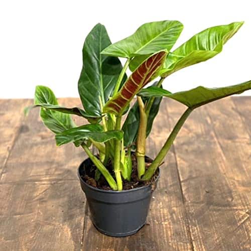 Philodendron Subhastatum — Ultimate Grow & Care Guide - Plants Craze