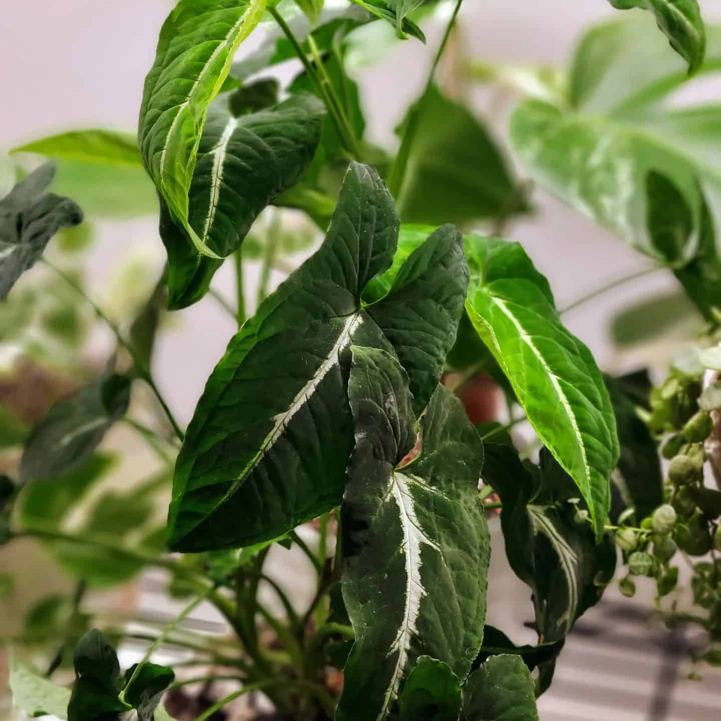 green syngonium wendlandii plant 