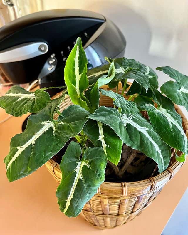 syngonium wendlandii green plant on pot