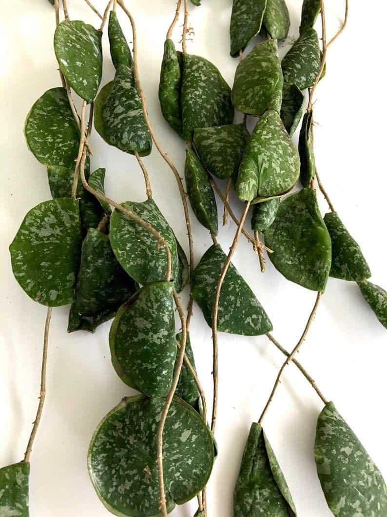 Hoya Imbricata Where To Buy And Care Tips Plants Craze