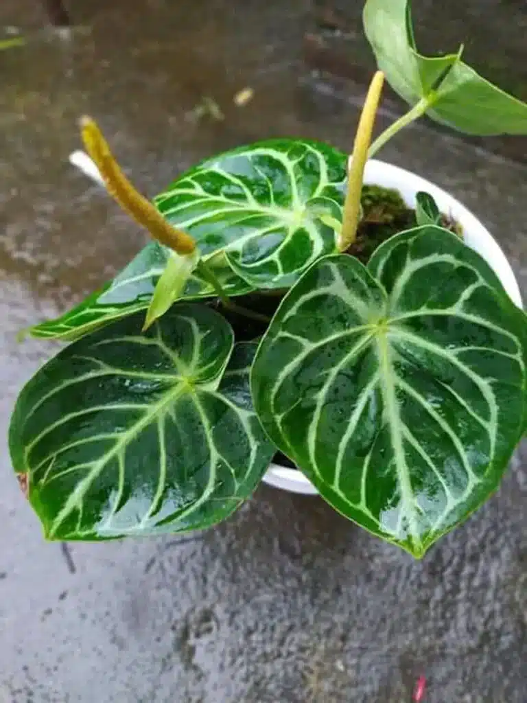 Anthurium Dorayaki Flowering