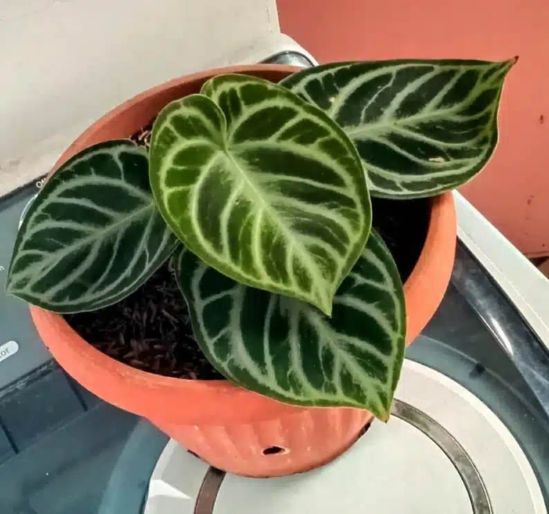 Anthurium Dorayaki in Terracotta Pot