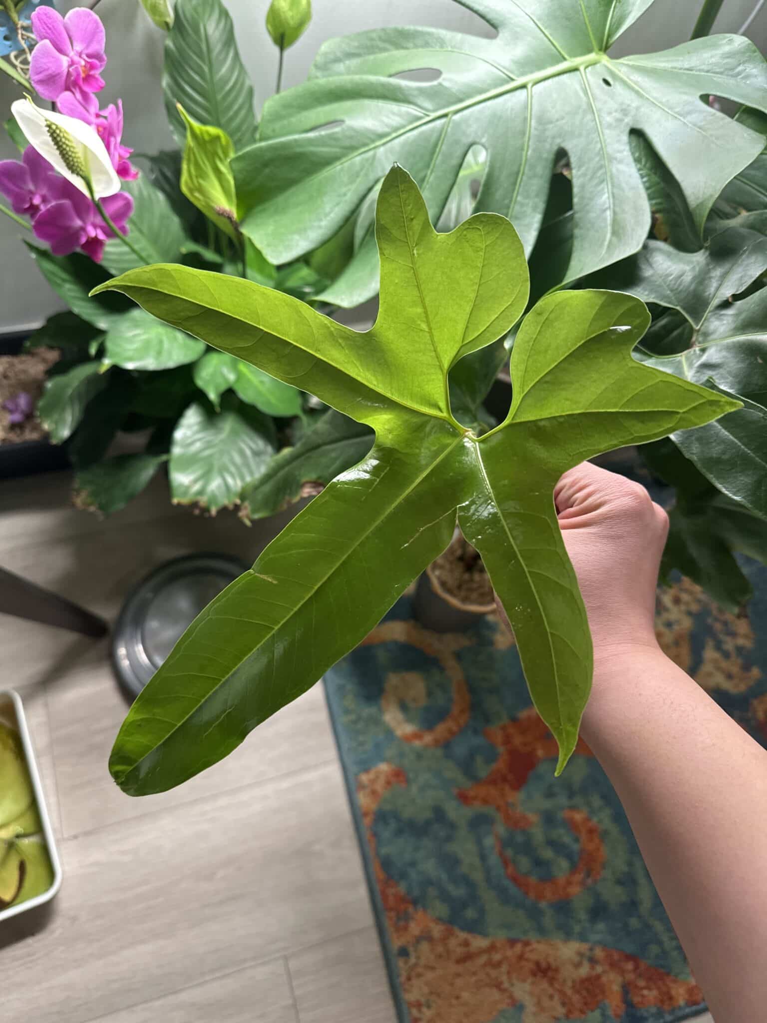 Anthurium Pedatum [The Best Care Hacks You Will Ever Find!]