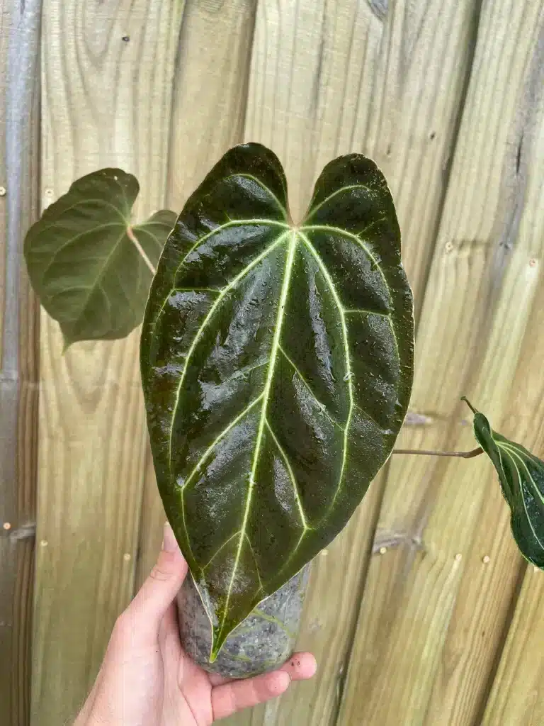 Anthurium Besseae