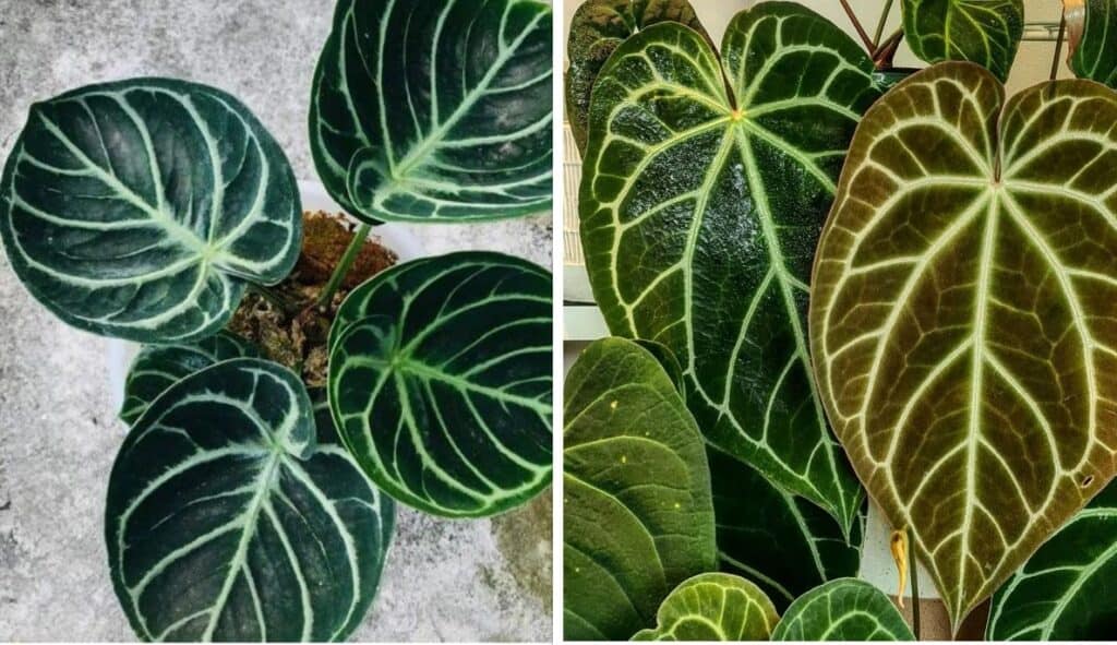 Anthurium Dorayaki Vs Anthurium Crystallinum