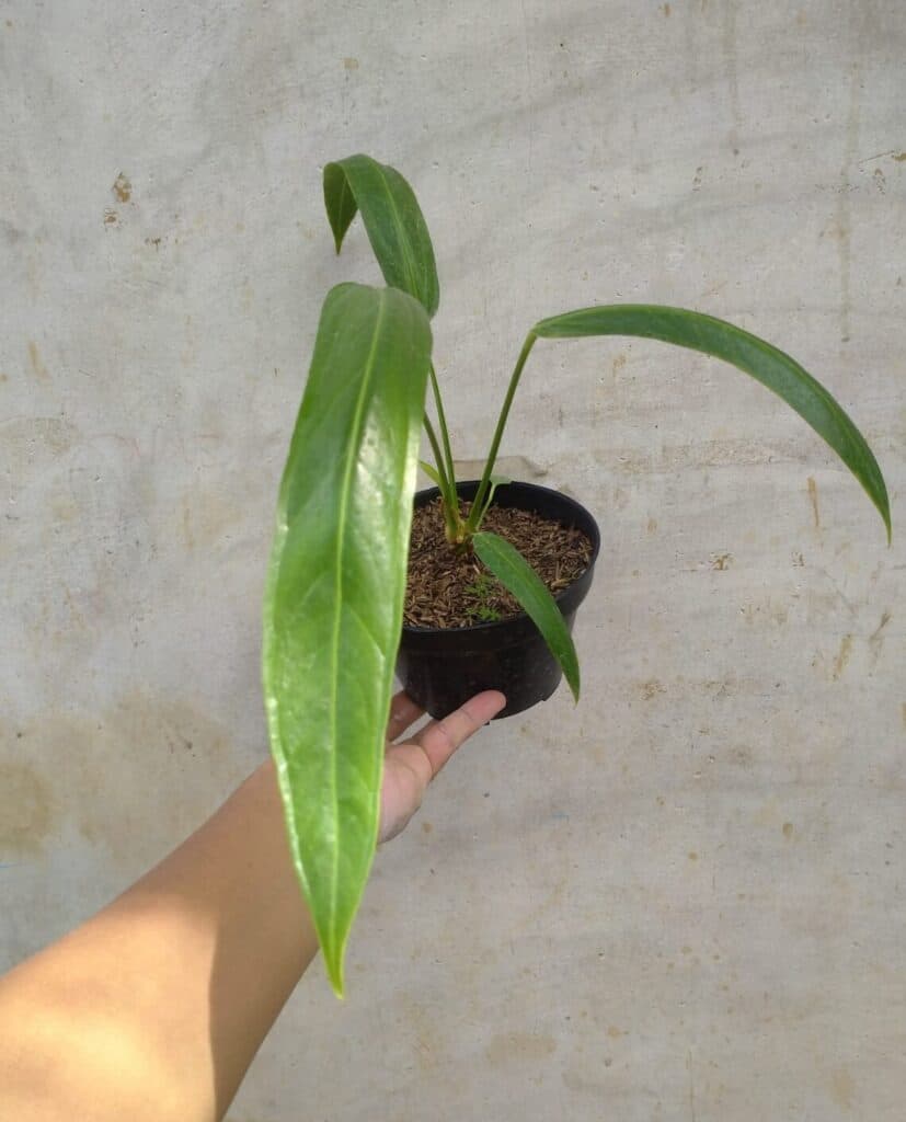 Anthurium pendulifolium in hands