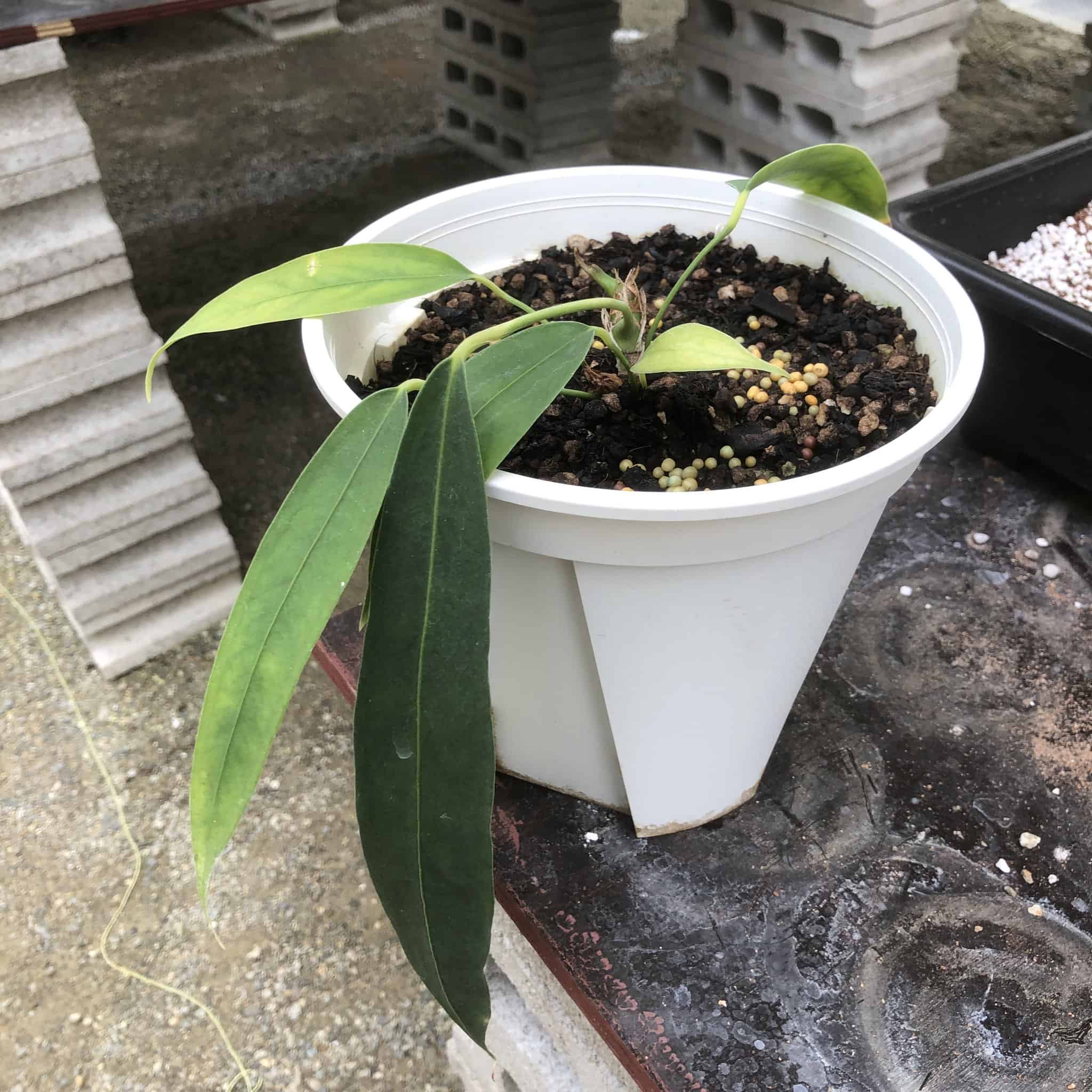 A white pot containing seedling of Anthurium wendlingeri is lying over a shelf.