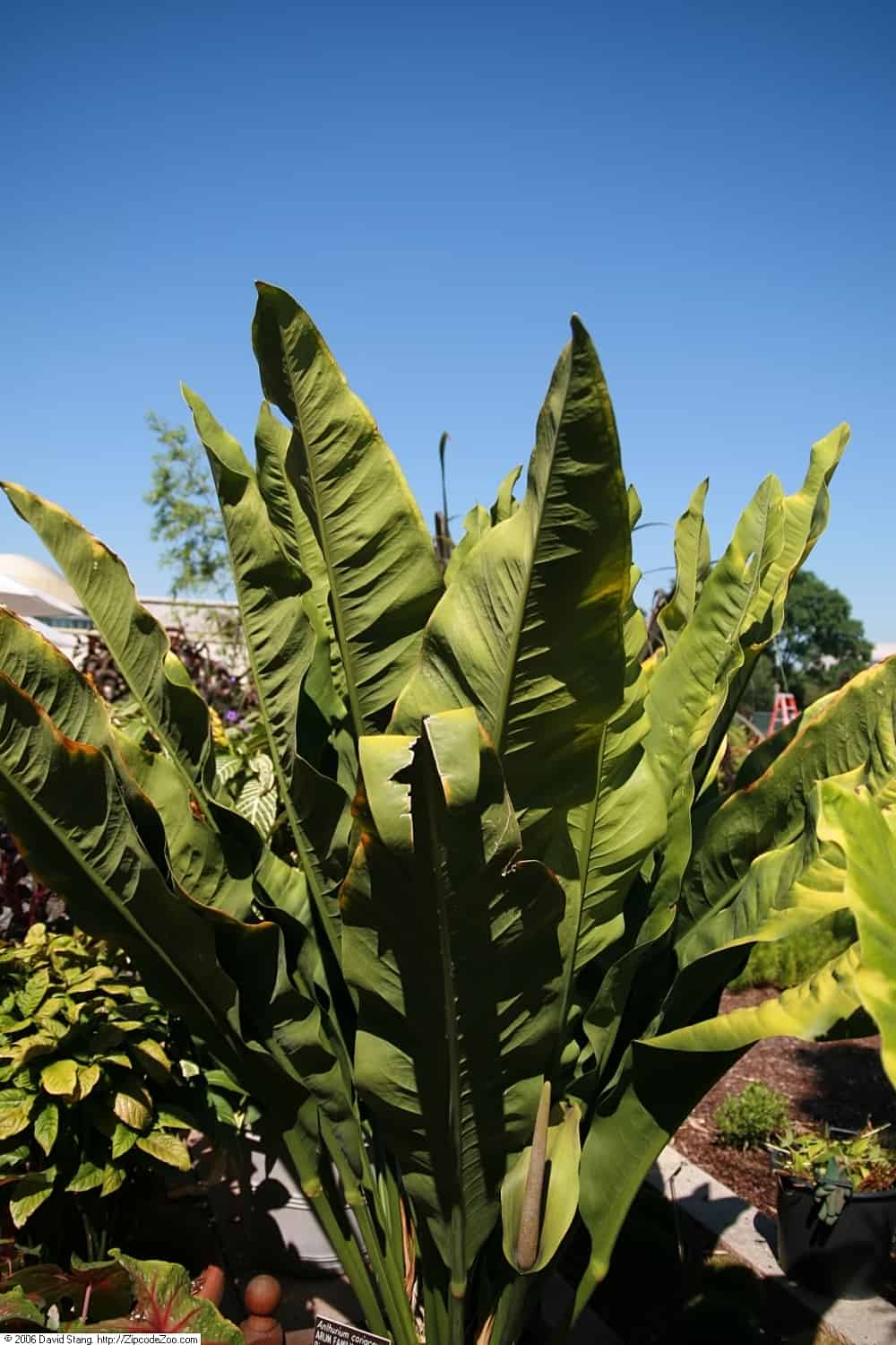 Anthurium_coriaceum