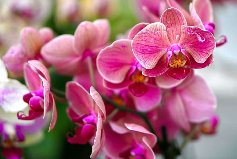 10 Best Places to Buy Orchids Online Plants Craze