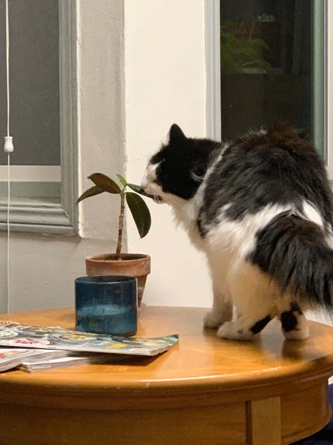 A black and white fur cat is chewing on the leaf of Rubber plant that is lying over a study table.