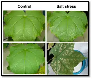 Effect of poor water quality in plant