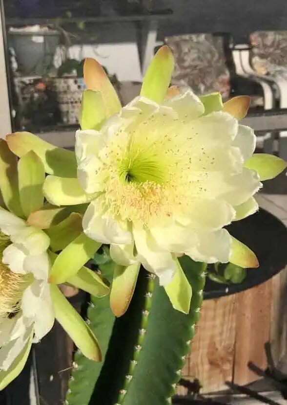 Mexican Fence Post Cactus flower