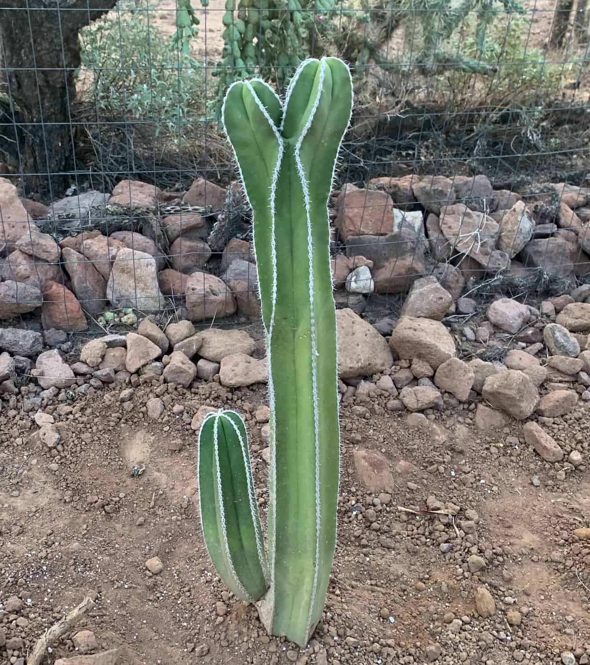 Mexican Fence Post Cactus outdoor