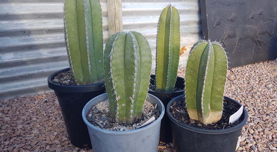 Mexican Fence Post Cactus Best Grow & Care Guide