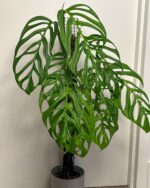 Monstera Esqueleto Vs. Adansonii [Confusion Solved!] - Plants Craze