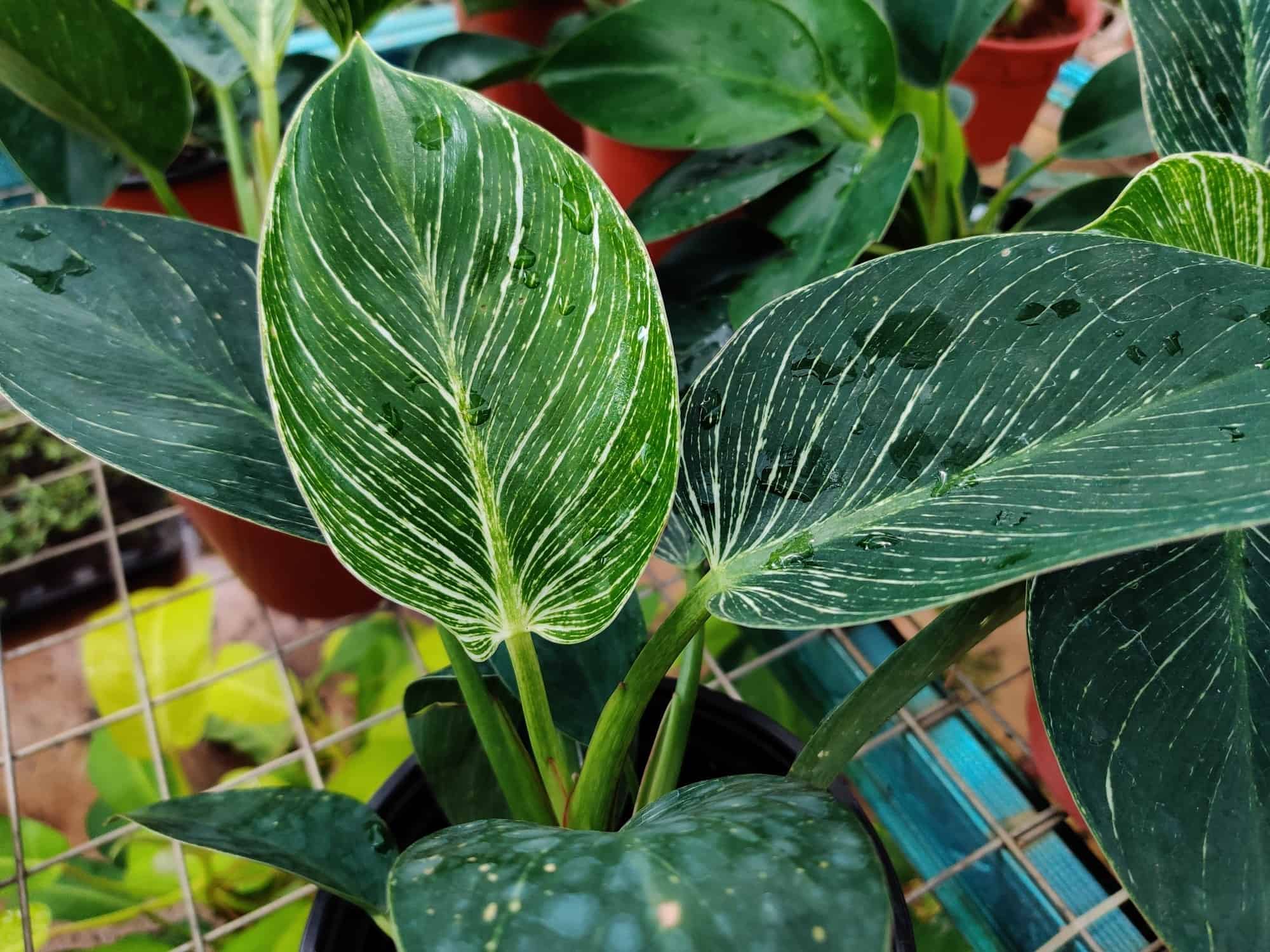 Philodendron Birkin: Best Grow & Care Hack - Plants Craze