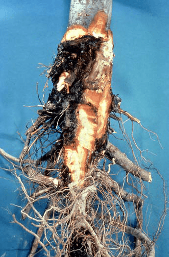 Phytopthora root rot