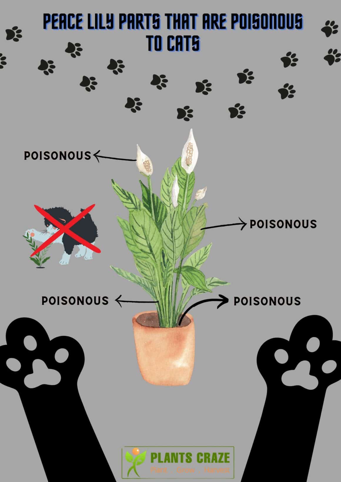 Are Peace Lilies Poisonous To Cats? - Plants Craze