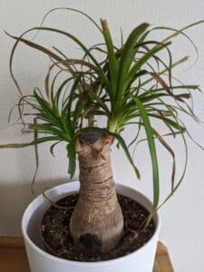 Browning Ponytail Palm