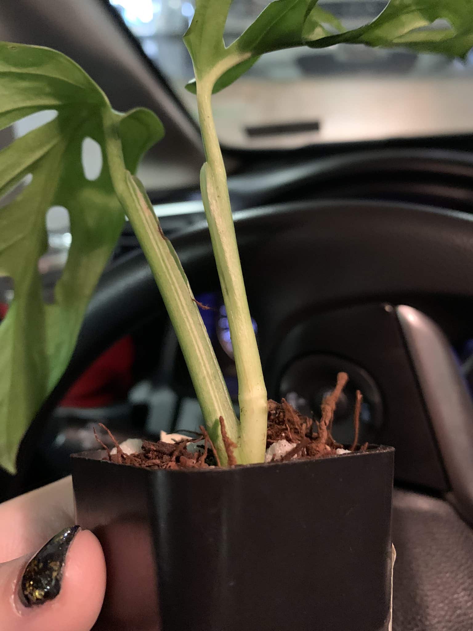 A person holding on a small black pot containing plantlets of Monstera