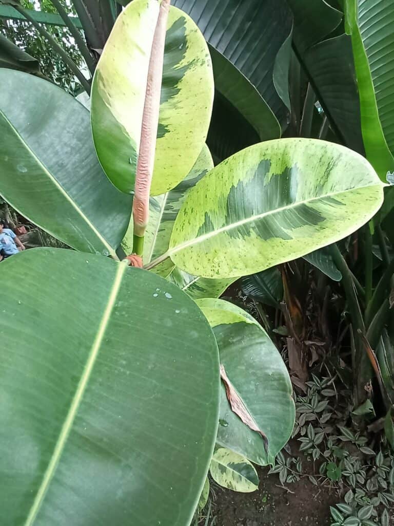 Rubber plant leaves